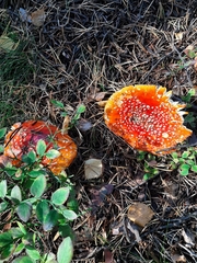 Amanita muscaria