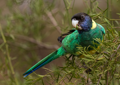 Barnardius zonarius