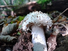 Amanita solitaria