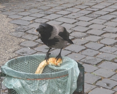 Corvus cornix