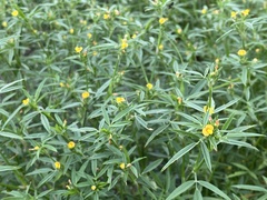 Stylosanthes