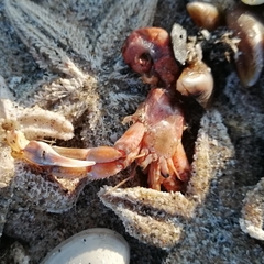 Pagurus bernhardus