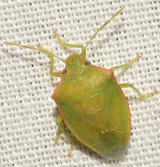 Acrosternum millierei