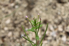 Epilobium parviflorum