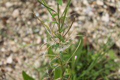 Epilobium parviflorum