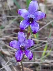 Elythranthera brunonis