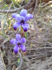 Elythranthera brunonis