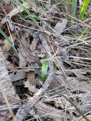 Elythranthera brunonis