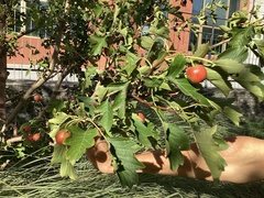 Crataegus pinnatifida