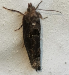 Epinotia maculana