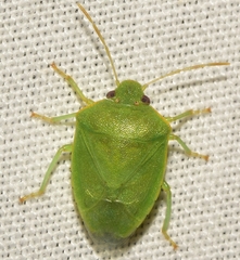 Acrosternum millierei