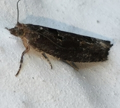 Epinotia maculana
