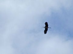 Ardea cinerea