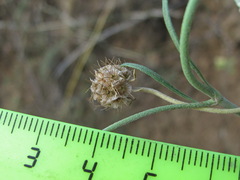 Scabiosa bipinnata
