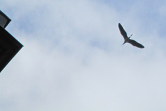 Ardea cinerea