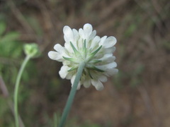 Scabiosa bipinnata