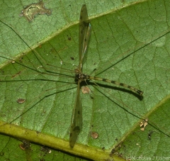 Skuseomyia eximia