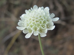 Scabiosa bipinnata