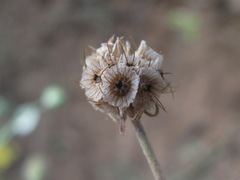 Scabiosa bipinnata