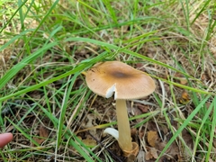 Amanita fulva
