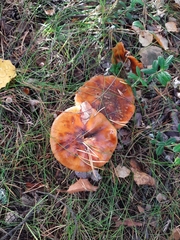 Tricholoma fracticum