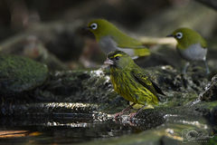 Zosterops virens capensis