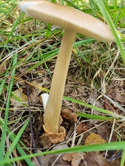 Amanita fulva
