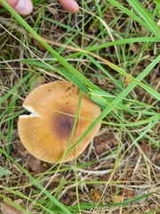 Amanita fulva