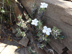 Acanthoideae
