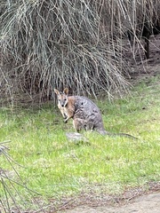 Notamacropus eugenii