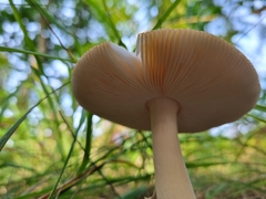 Amanita fulva