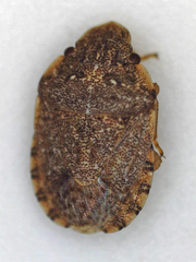 Sciocoris
