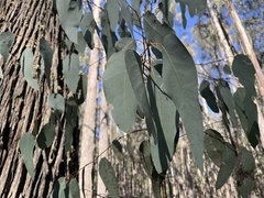 Eucalyptus delegatensis