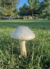 Saproamanita vittadinii