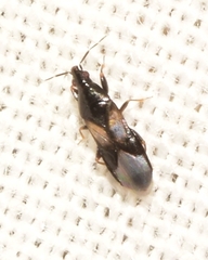 Xylocoris