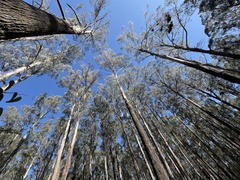 Eucalyptus delegatensis