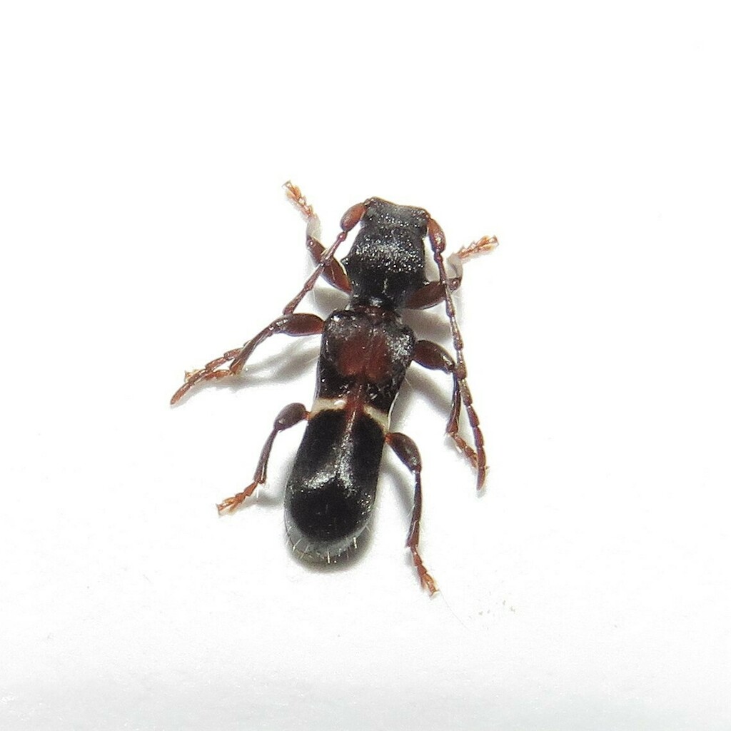 Ochyra nana