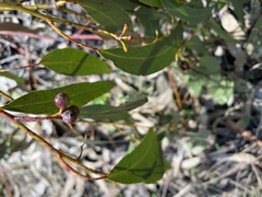 Eucalyptus delegatensis