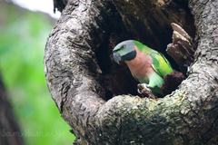 Psittacula alexandri fasciata