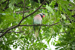 Psittacula alexandri fasciata