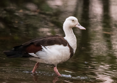 Radjah Shelduck photo 2