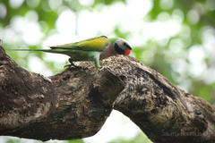 Psittacula alexandri fasciata