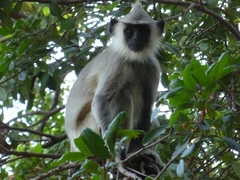 Semnopithecus priam