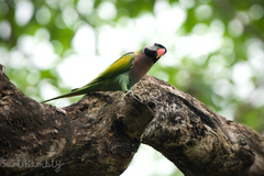 Psittacula alexandri fasciata