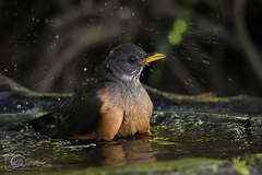 Turdus olivaceus olivaceus
