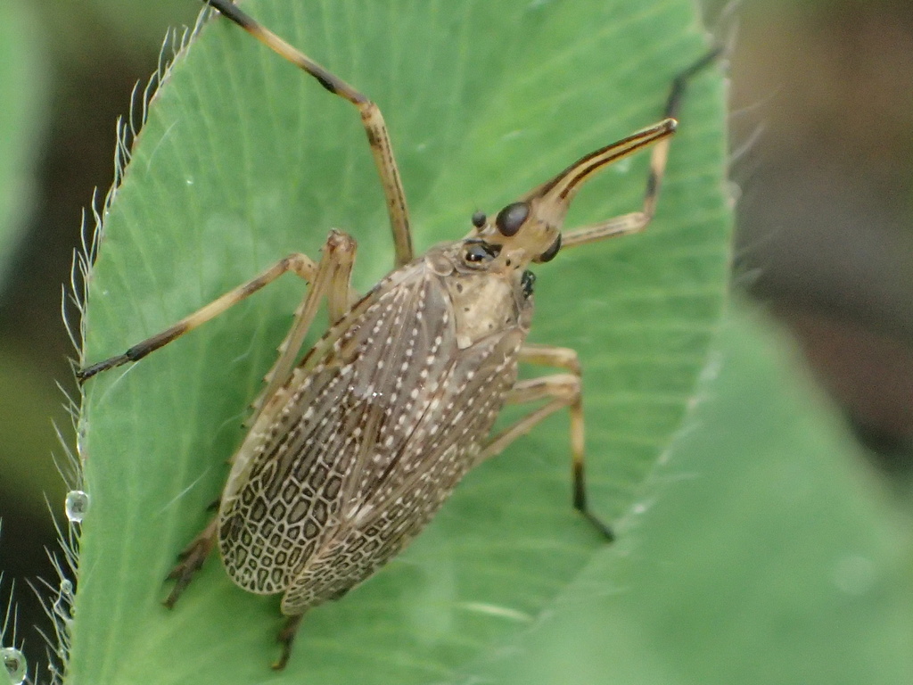 Partridge Planthopper