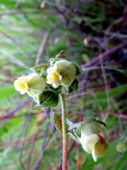 Hermannia hyssopifolia
