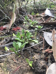 Viola cleistogamoides