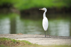 Bubulcus ibis coromandus