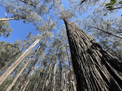 Eucalyptus delegatensis